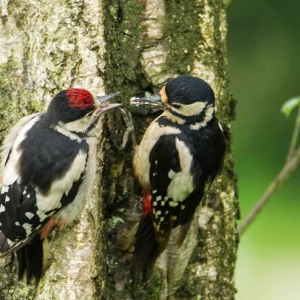 Redwell   June   2016 (424 Of 659).jpg